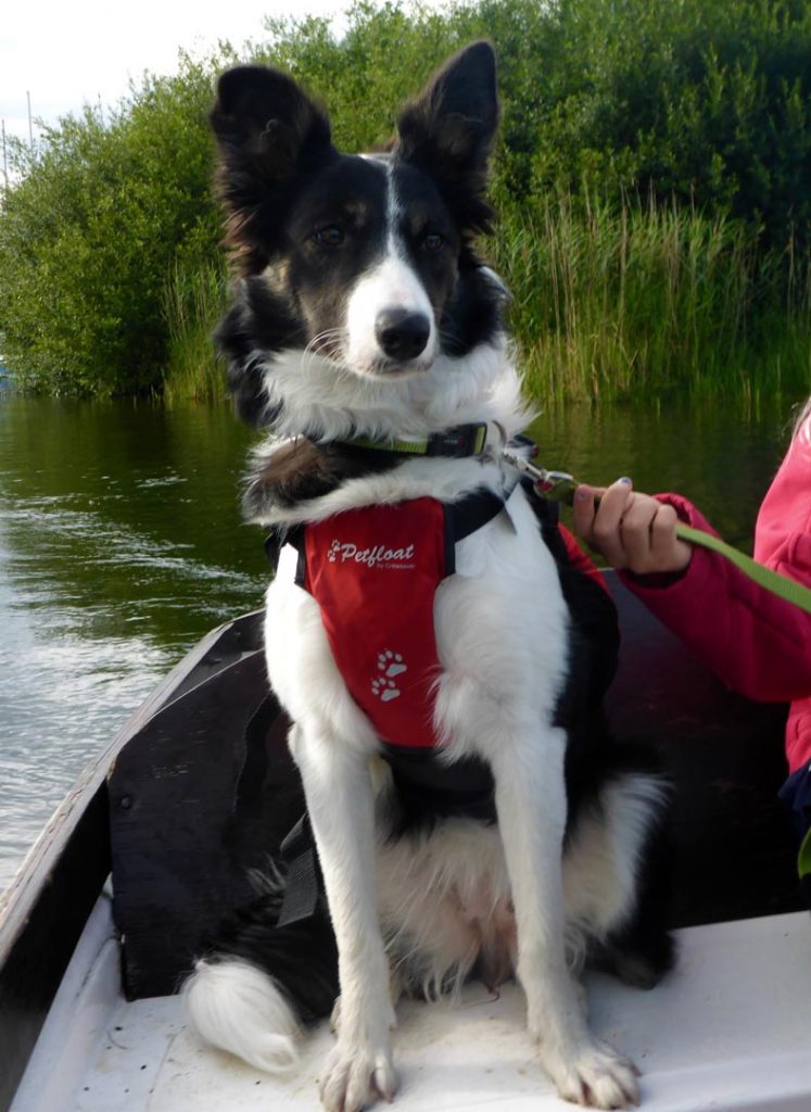 Dog on Derwent Water Dog on Derwent Water